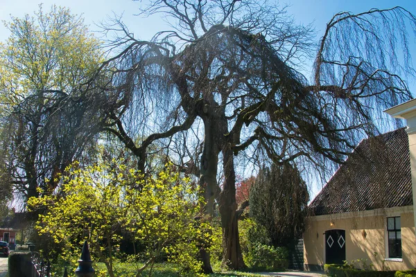 네덜란드 그로닝겐의 의정원에서 절정에 Fagus Jusatica Pendula — 스톡 사진