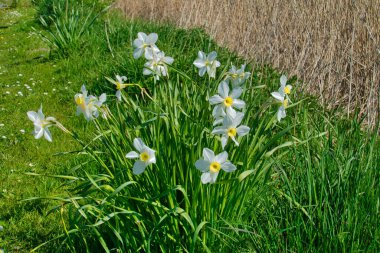 Beyaz nergisler (Narcissus poeticus), en eski nergis türü. 
