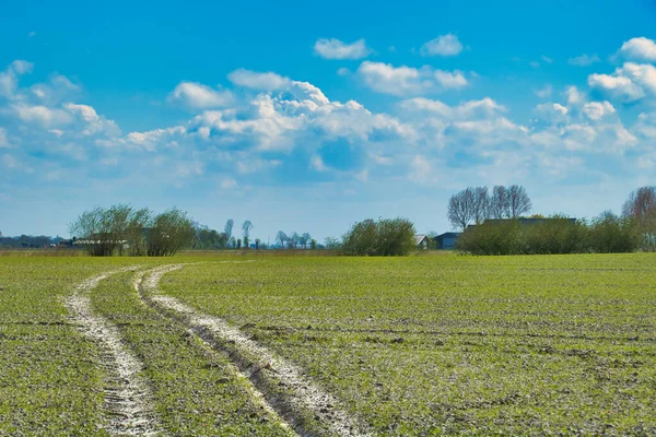 Tire Tracks Tractor Newly Sown Field Groningen North Netherlands Trees — Stock Photo, Image