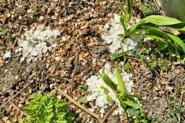 Crushed eggshells around a young plant, intended to protect the plant from voracious snails.