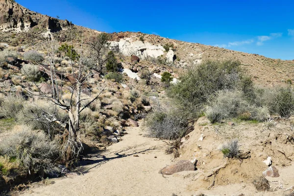 Sandy Torr Flodbädd Längs Barber Peak Trail Nära Hole Wall — Stockfoto