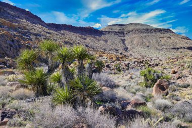 Mojave Ulusal Koruma Alanındaki Providence Dağları 'nın kurak manzarasında, Kaliforniya' daki Barber Peak Trail Loop, ABD