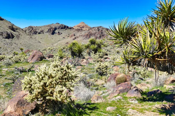 Yuccas, chollas, cacti and other desert vegetation in the Providence Mountains, Mojave National Preserve, California, USA