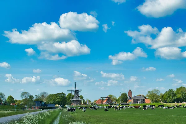 Typická Holandská Krajina Krávami Louce Větrným Mlýnem Tradiční Vesnicí Kostelní — Stock fotografie