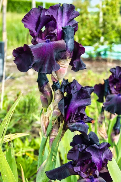 Flores Color Púrpura Intenso Negro Del Iris Barbudo Superstición Iris —  Fotos de Stock