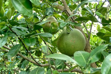 Tayland 'da bir ağaçta Pomelos yetişiyor.