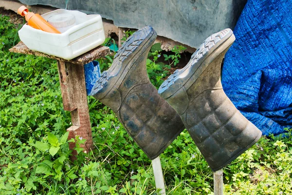 Precaution Spread Swine Diseases Rubber Boots Disinfectant Fluid Piggery Thailand — Stock Photo, Image