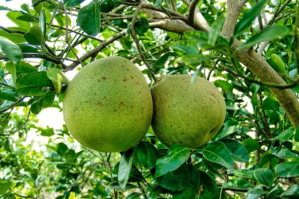 Tayland 'da bir ağaçta Pomelos yetişiyor.