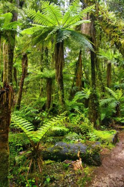 Dünyanın en eski yağmur ormanlarından biri olan Whirinaki Orman Parkı 'ndaki Whirinaki Pisti boyunca uzanan dev ağaç eğreltiotları Yeni Zelanda' nın orta kuzey adasında yer almaktadır.