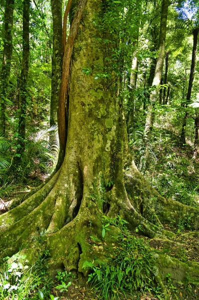Huge Tree Lush Green Forest Mokorua Scenic Reserve Whakatane North — Foto Stock