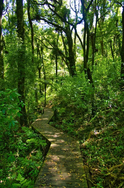 Walkway Boardwalk Lush Green Forest Mokorua Scenic Reserve Whakatane North — Foto Stock