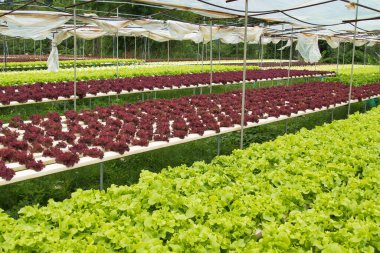 Tayland, Khao Kho 'da organik sebze çiftliğinde yetişen kırmızı ve yeşil salatalar.