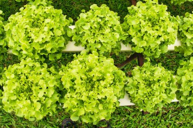 Fresh green lettuce, hydroponically grown, at an organic vegetable farm in Khao Kho, Thailand. 