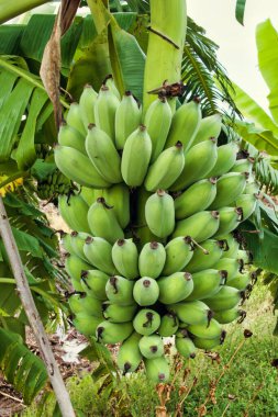 Bahçede yetişen bir avuç yeşil muz 