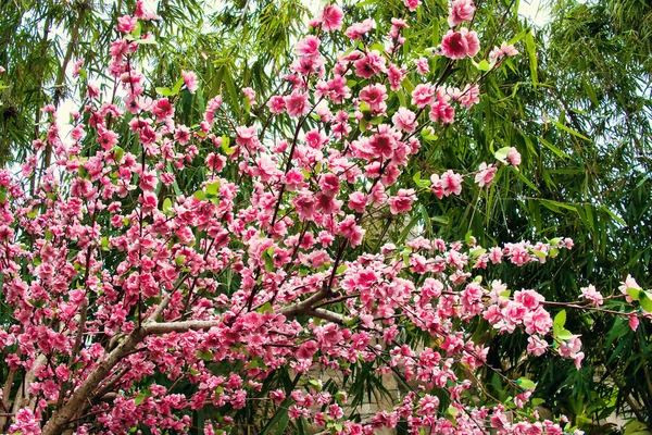 Искусственные Цветки Вишни Шелка Выглядят Обманчиво Реальными Фоне Бамбука — стоковое фото