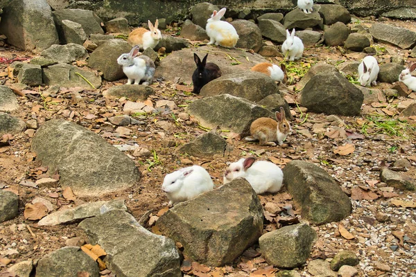 Кролики Называемом Кроличьем Храме Ват Пра Путтхабат Пху Квай Нгоен — стоковое фото