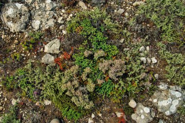 Pattern of typical low growing and salt loving vegetation on the barren, rocky west coast of Eyre Peninsula, South Australia