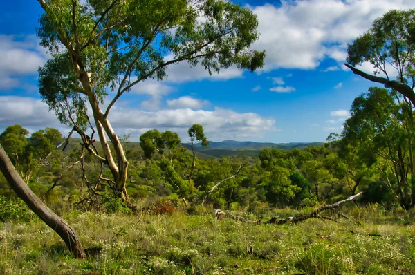 Park Scenery Scattered Eucalyptus Trees Low Bushes Dutchmans Stern Conservation — Photo