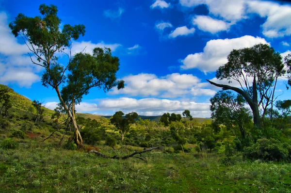 Park Scenery Scattered Eucalyptus Trees Low Bushes Dutchmans Stern Conservation — Zdjęcie stockowe