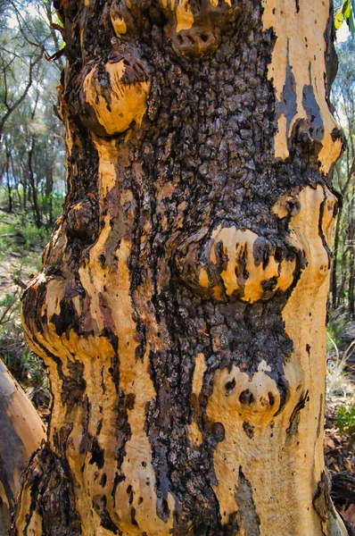 Detail of the trunk of an old gum tree with remnants of burned bark after a wildfire. Flinders Range, South Australia