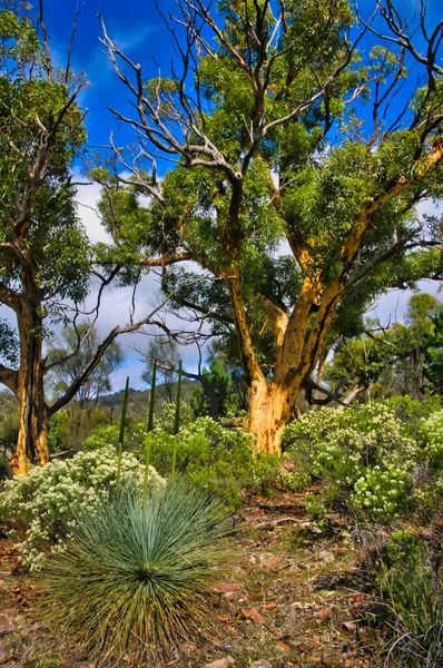 Beautiful Old Gum Tree Grass Tree Dutchmans Stern Conservation Park — 스톡 사진