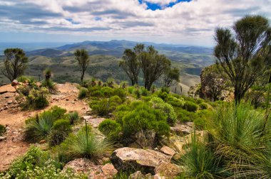 View to the north over the Flinders Range from Dutchmans Stern, near Quorn, South Australia. Rocky surface, casuarinas and low bushes in the foreground