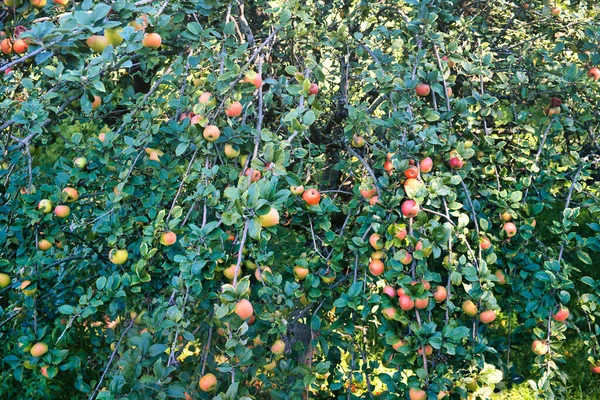 Jabłoń Liściasta Pełna Czerwonych Żółtych Jabłek — Zdjęcie stockowe