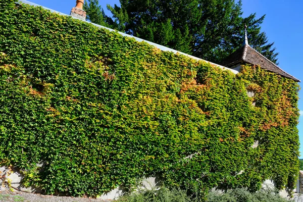 Enorme Pared Completamente Cubierta Hiedra Anost Morvan Borgoña Francia — Foto de Stock