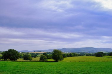 Morvan 'ın güneyinde, Burgundy, Fransa' da, Autun kasabası yakınlarında, dağılmış ağaçlarla birlikte yuvarlanan otlaklar.