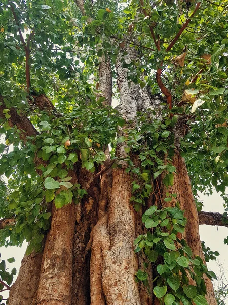 Uma Figueira Sagrada Gigante Árvore Ficus Religiosa Terreno Templo Aldeia — Fotografia de Stock