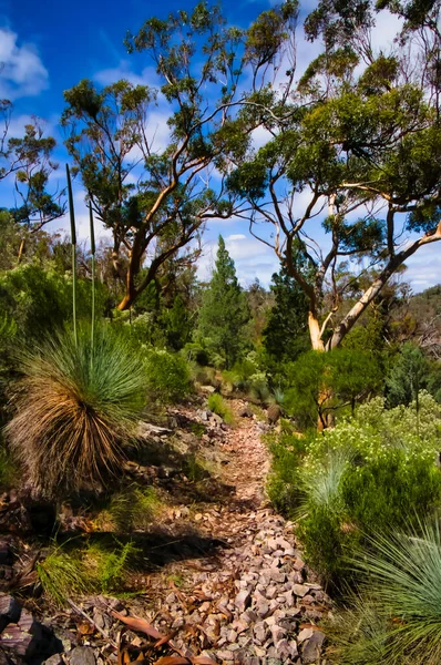 Vandringsled Genom Skog Med Eukalyptus Och Grästräd Södra Delen Flinders — Stockfoto