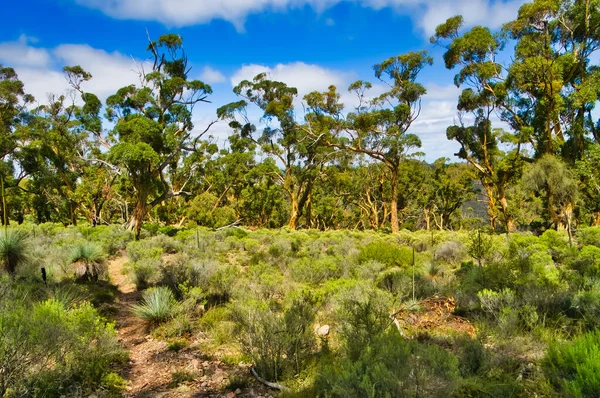 Sentier Marche Étroit Travers Forêt Ouverte Eucalyptus Dans Sud Des — Photo