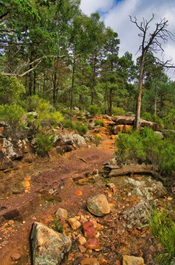 Güney Avustralya 'daki Flinders Ranges Ulusal Parkı' ndaki Wilpena Pound 'un eteğinde yürüyorum.