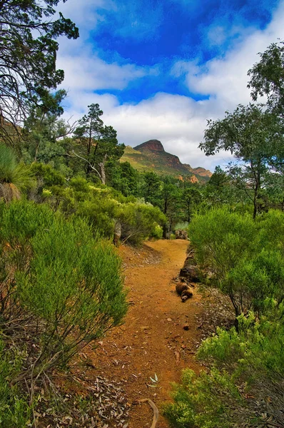 Séta Erdőben Lábánál Wilpena Pound Flinders Ranges Nemzeti Park Dél — Stock Fotó