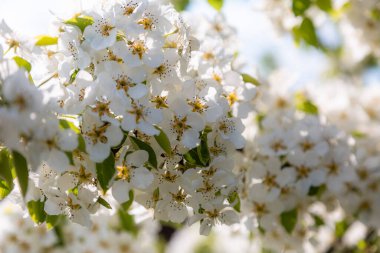 Yaban armudunun açması yaz güneşinin baharında