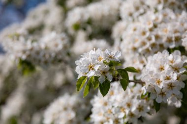 Yaban armudunun açması yaz güneşinin baharında