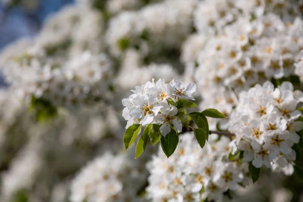Yaban armudunun açması yaz güneşinin baharında