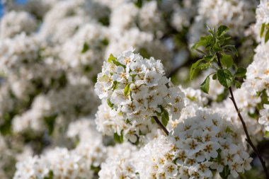 Yaban armudunun açması yaz güneşinin baharında