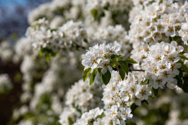 Yaban armudunun açması yaz güneşinin baharında