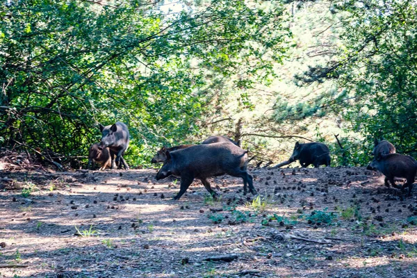 Trees, ruins and landscapes in the Sparbach Nature Park an Austria's oldest nature park