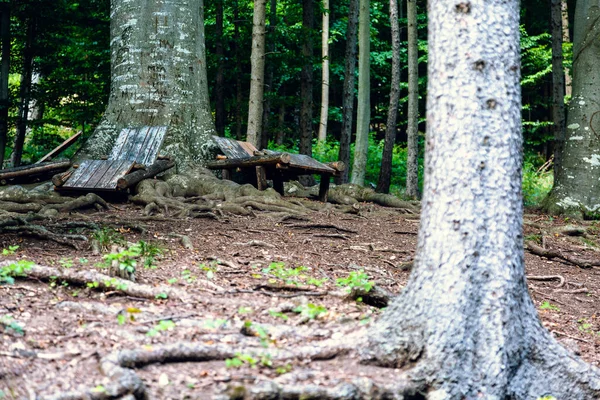 Trees Ruins Landscapes Sparbach Nature Park Austria Oldest Nature Park — Stockfoto