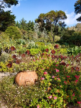 İngiltere 'nin Cornwall kentindeki Scilly Adaları' nın en büyük ikinci adası olan Tresco Adası 'nın doğası ve manzarası