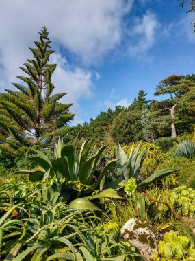 İngiltere 'nin Cornwall kentindeki Scilly Adaları' nın en büyük ikinci adası olan Tresco Adası 'nın doğası ve manzarası