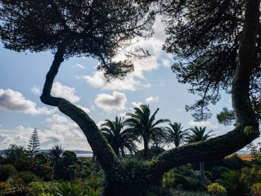 İngiltere 'nin Cornwall kentindeki Scilly Adaları' nın en büyük ikinci adası olan Tresco Adası 'nın doğası ve manzarası