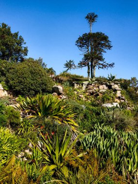 İngiltere 'nin Cornwall kentindeki Scilly Adaları' nın en büyük ikinci adası olan Tresco Adası 'nın doğası ve manzarası