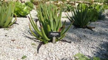 Tresco Adası 'nın doğası ve manzarası İngiltere' nin Cornwall kentindeki Scilly Adaları 'nın en büyük ikinci adasıdır.