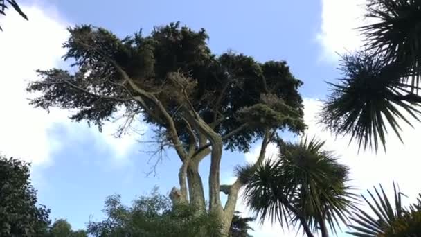 Natureza Paisagem Ilha Tresco Segunda Maior Ilha Das Ilhas Scilly — Vídeo de Stock