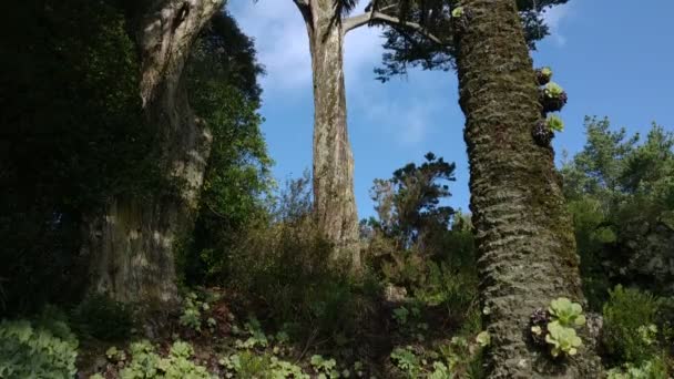 Natureza Paisagem Ilha Tresco Segunda Maior Ilha Das Ilhas Scilly — Vídeo de Stock