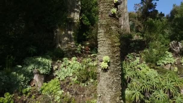Nature Paysage Île Tresco Deuxième Grande Île Des Îles Scilly — Video