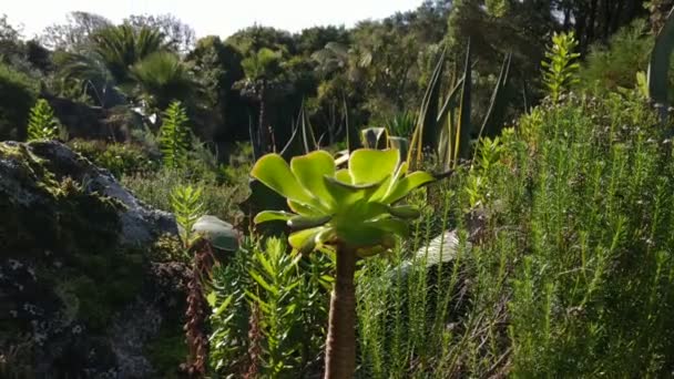 Nature Paysage Île Tresco Deuxième Grande Île Des Îles Scilly — Video